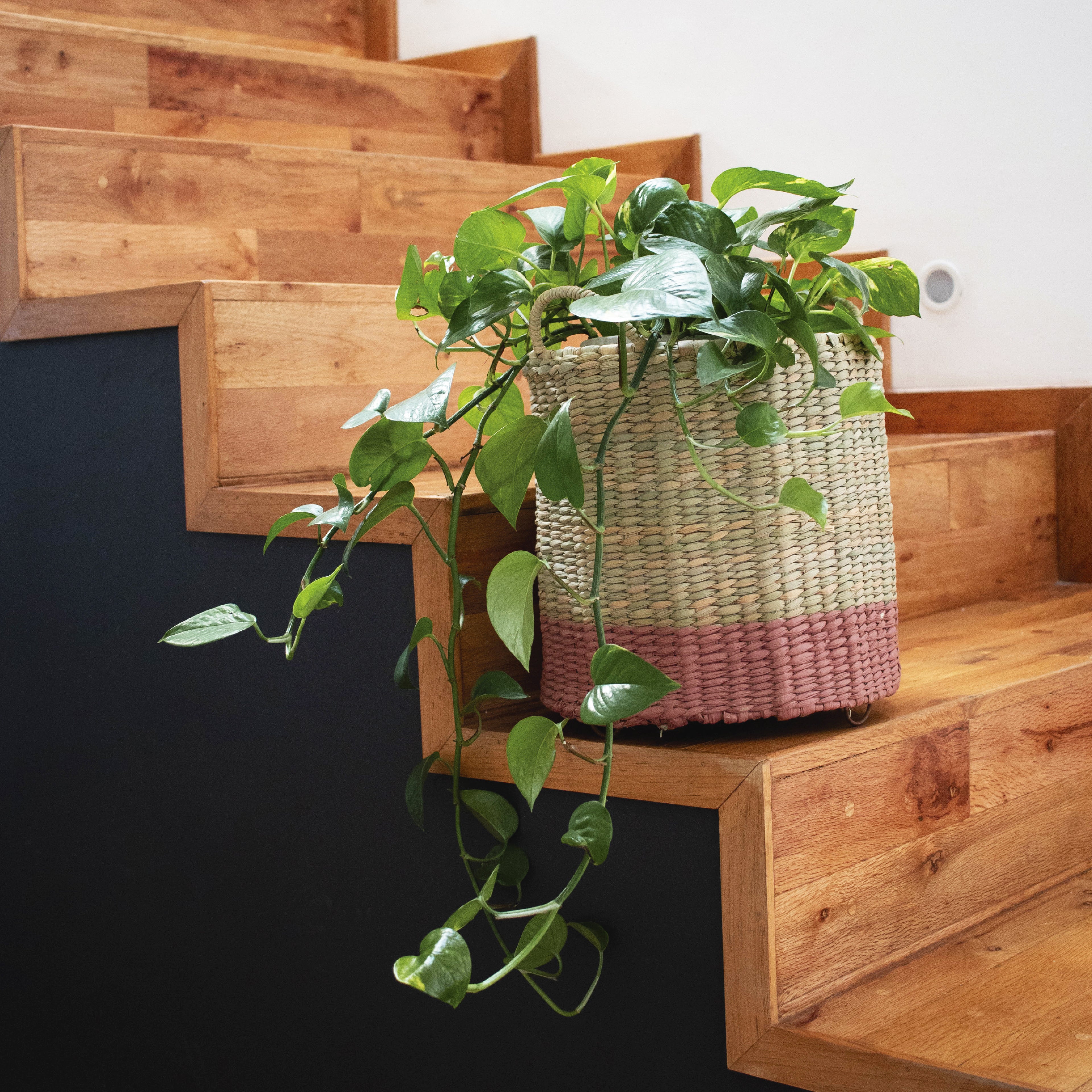 ZITA - CESTO DE CHUSPATA