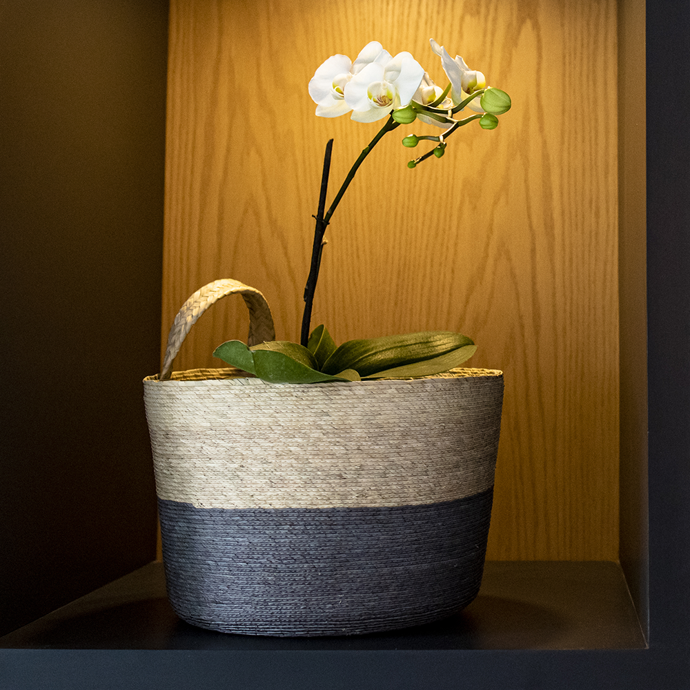 JACINTO - CESTO DE PALMA