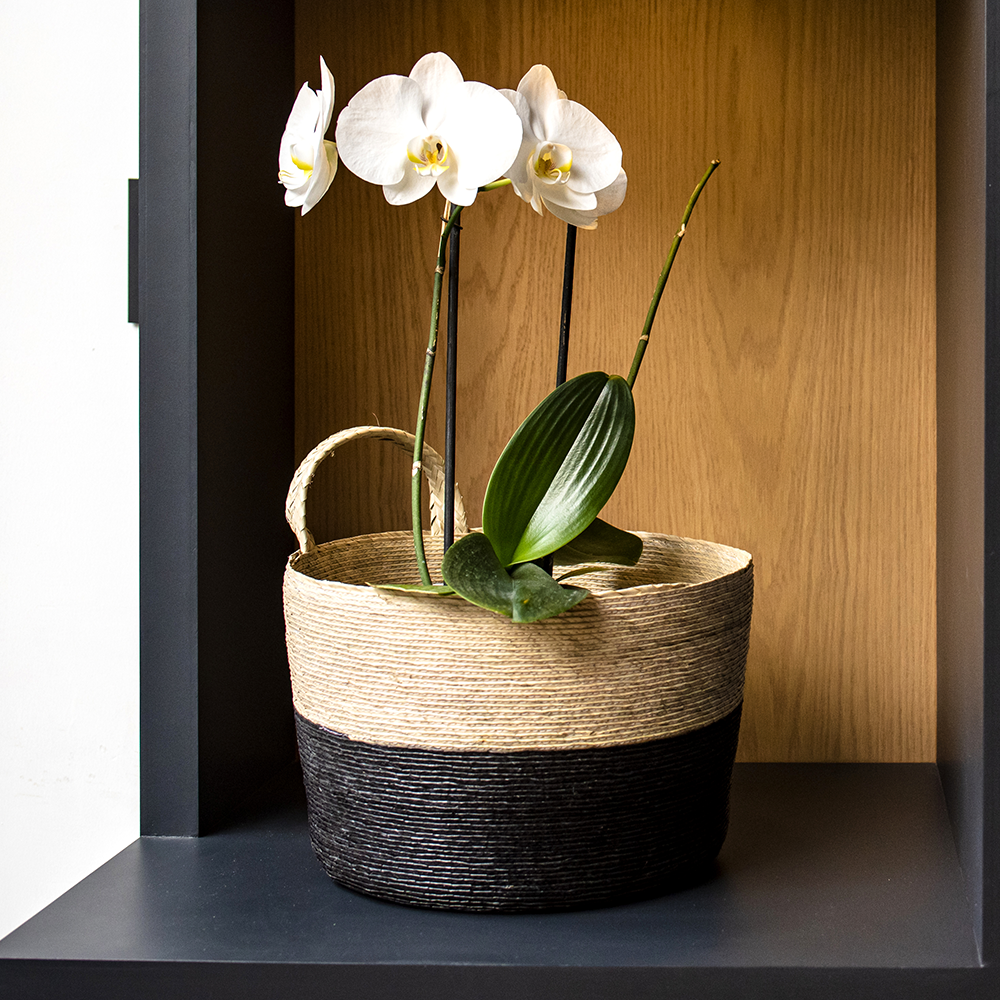 JACINTO - CESTO DE PALMA