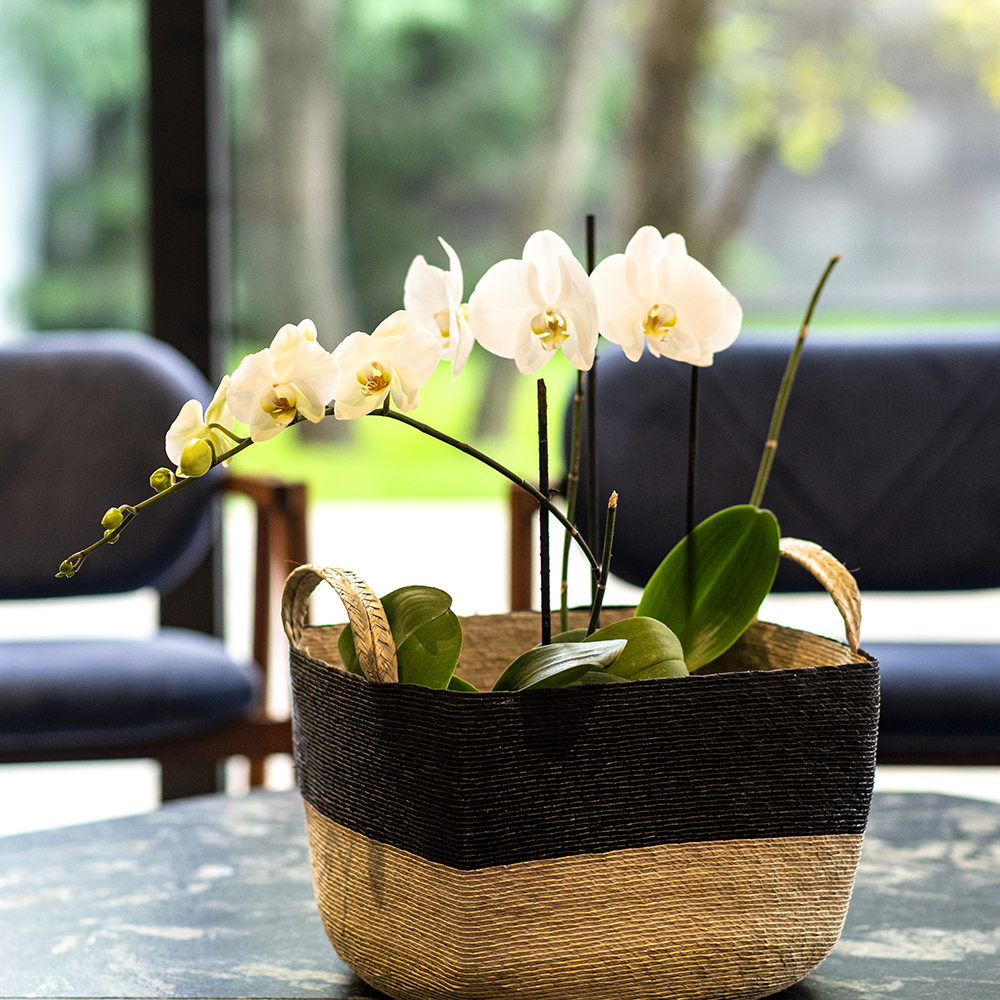 MUSAENDA - CESTO DE PALMA