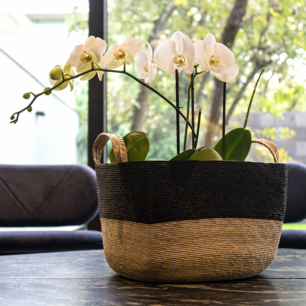 MUSAENDA - CESTO DE PALMA